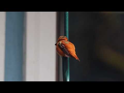 Male Rufous Hummingbird Guarding Feeder