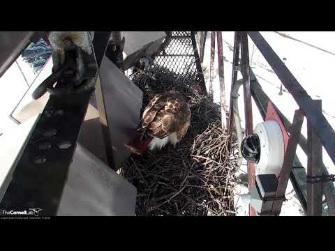Big Red Visits Ferow Nest On Red-tailed Hawk Cam – Feb.1, 2019