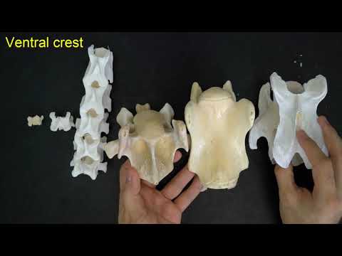 Comparative anatomy of the cervical vertebrae 3 - 7
