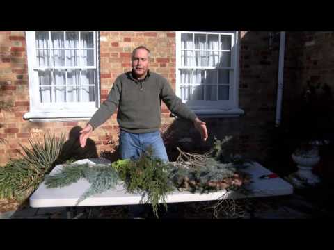 In the Garden - Disease Resistant Evergreens