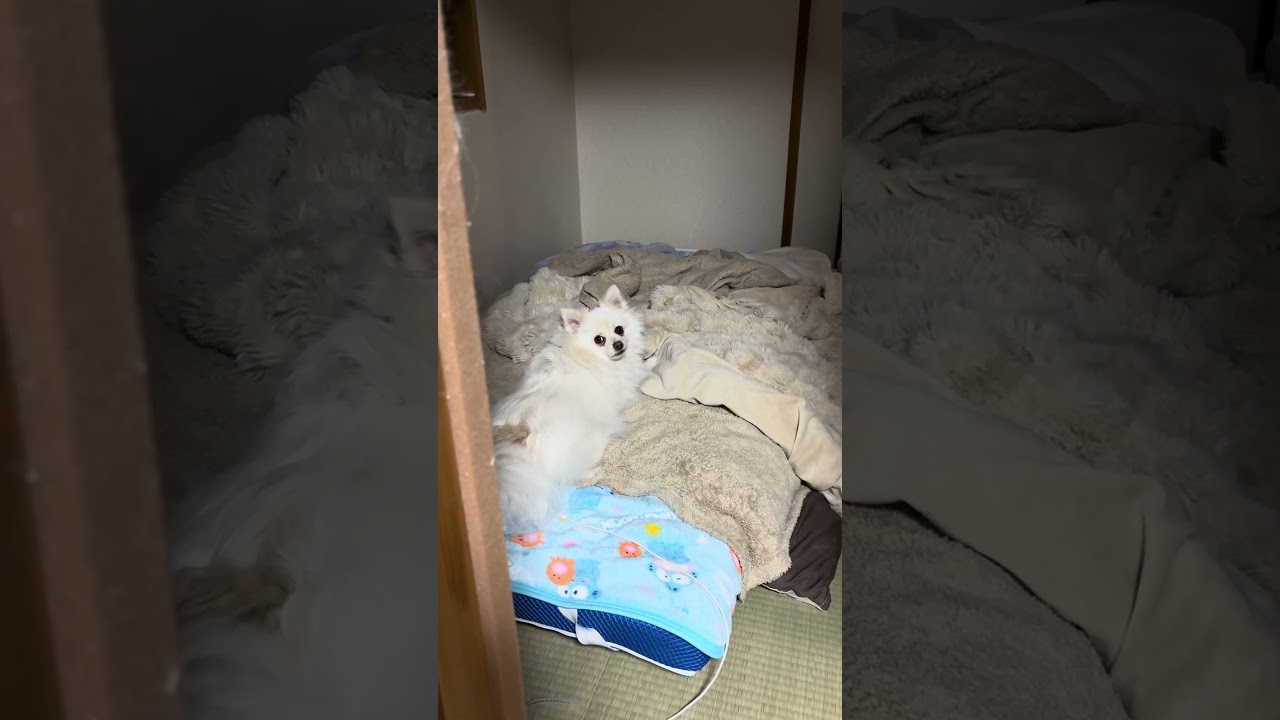 ばいきんまんが大好きな犬