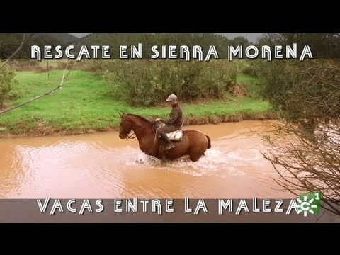 Toros de La Remonta: rescate de vacas entre el río y la maleza  (2017) | Toros desde Andalucía