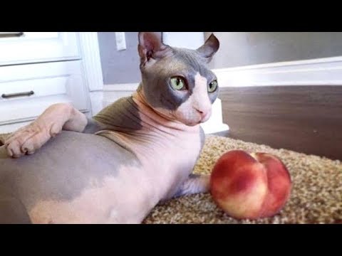 NAKED CATS are way FUNNIER THAN FURRY CATS! - Funny HAIRLESS CATS compilation