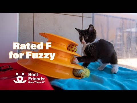 Teeny fluffy kittens is all the cuteness in Cat World