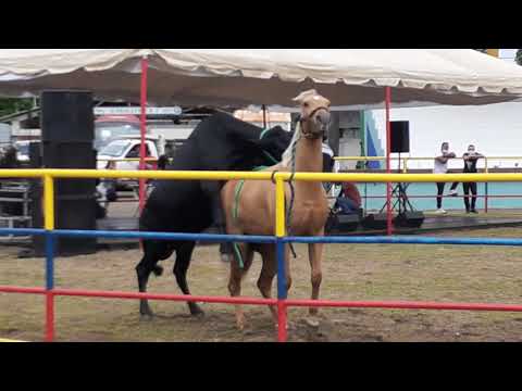 INSÓLITO!!!! UN TORO QUERIENDO MONTAR A UNA YEGUA