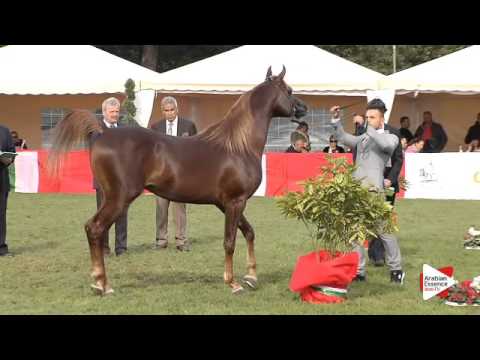 N.94 JHARED ARAGIA - Arezzo 2015 - Stallion 4-6 years old (Class 10)