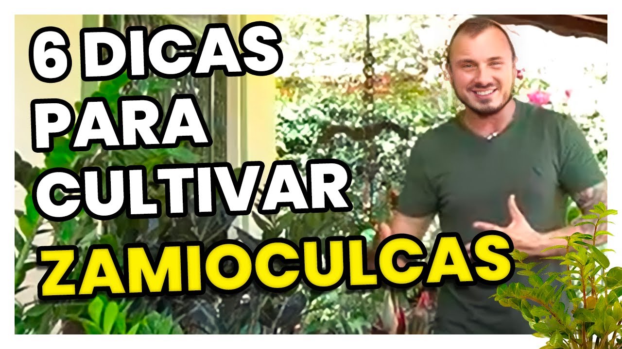 6 DICAS para cultivar ZAMIOCULCAS