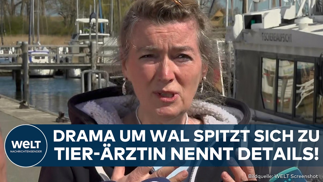INSEL POEL: Brisante Aussage zu Timmy! Tierärztin äußert sich vor Rettung von Wal in Nordsee