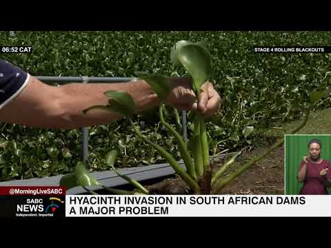 Hyacinth invasion in South African dams a major problem