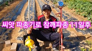 씨앗 파종기로 참깨파종 후기 입니다 파종11일후 모습 참깨심는시기 참깨심는 방법