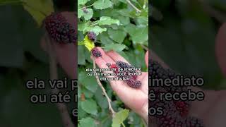 V&iacute;deo do produto