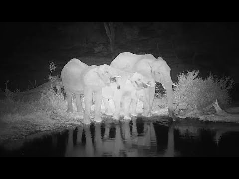 Djuma: Small Elephant herd gets a drink - 19:37 - 07/29/19