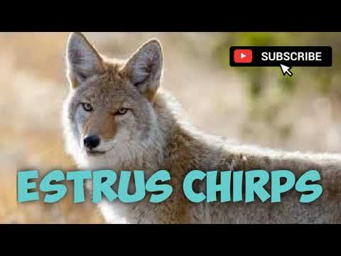 Coyote Hunting Call - Estrus Chirps - Mating Call - 14 Minutes - Free Download