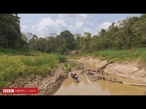 アマゾン森林におけるドライネットワーク効果