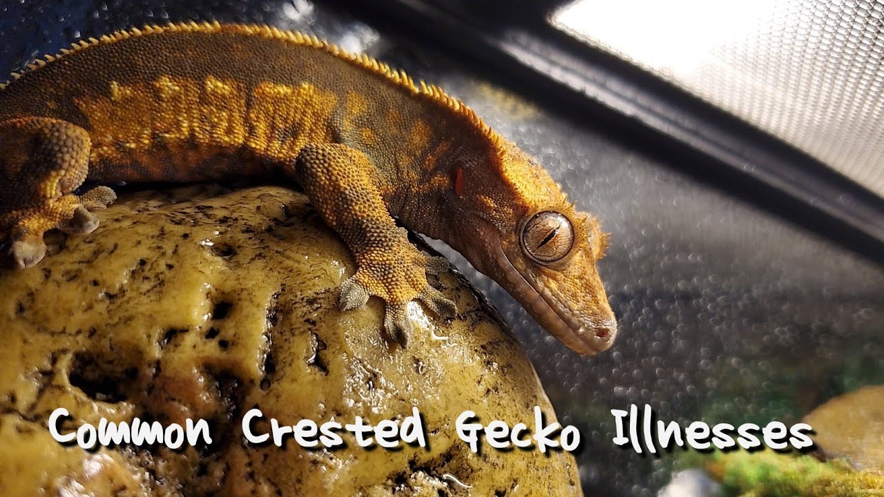 Watch video Common Crested Gecko Illnesses (PT. 1) Now Common Crested Gecko Illnesses (PT. 1)