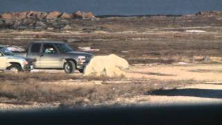 THE LAST DOGS OF WINTER trailer | Festival 2011