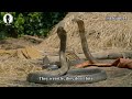 Ṣèbé (Cobra) Yorùbá Documentary