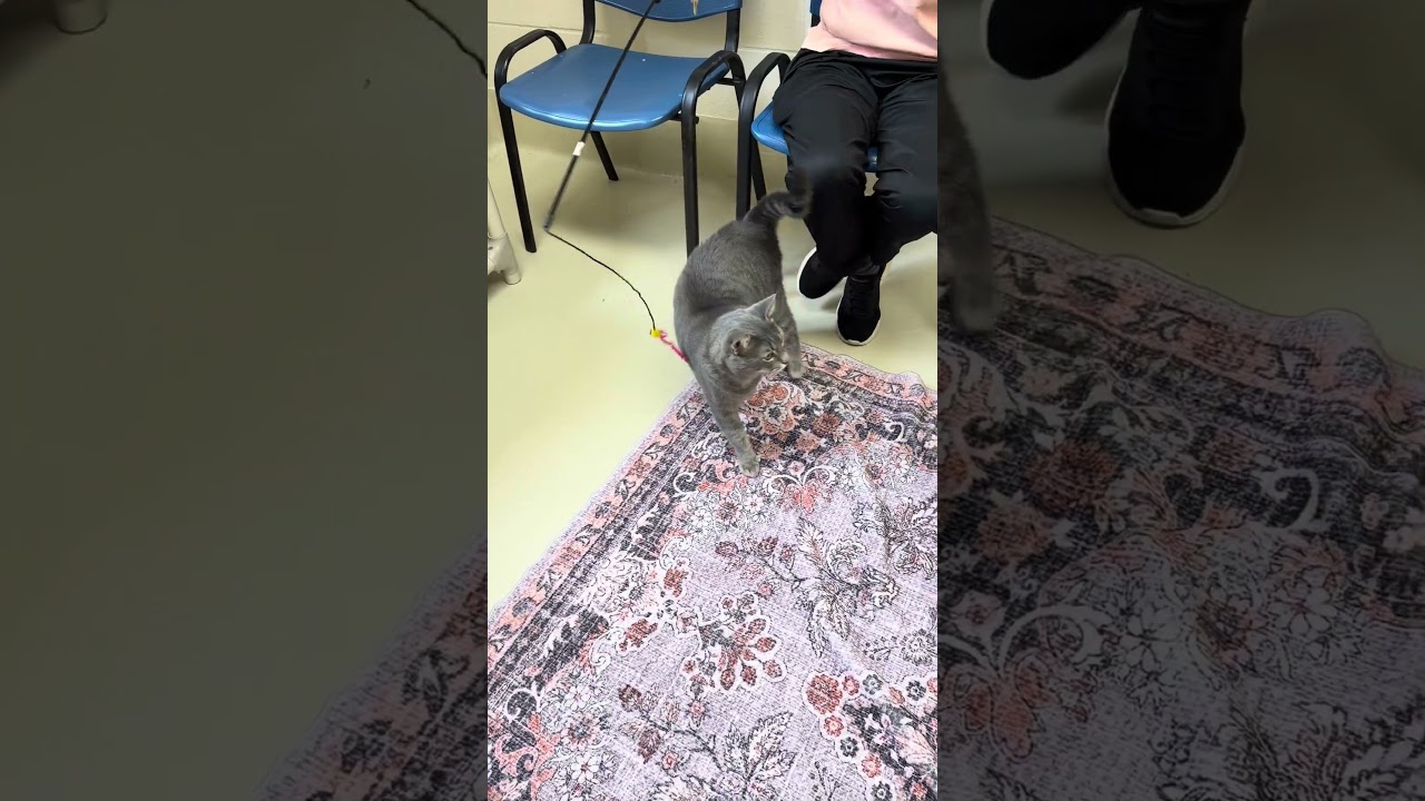 Enlarge Lorenzo- 52443, a ADOPTABLE Domestic Short Hair in Columbia, MD video 5/5