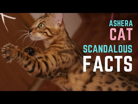 ASHERA CAT BREED - The Facts You Need to Know About Ashera