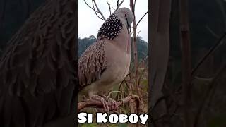 Download lagu Suara Tekukur GAGAP Penguku #tekukurgacor mp3 Download lagu Suara Tekukur GAGAP Penguku #tekukurgacor mp3