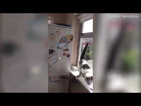 The moment this cat goes crazy and messes the entire kitchen up