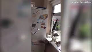 The moment this cat goes crazy and messes the entire kitchen up