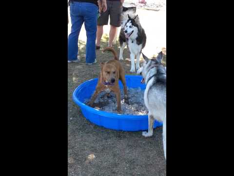 Crystal the Pet Nanny. LLC video.