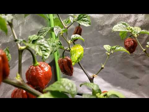 Growing HOT PEPPERS Indoors - Ep.9 - Second Harvest