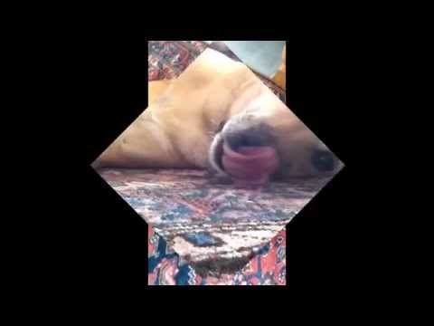 Tutnix-Der Hund, meines Lebens