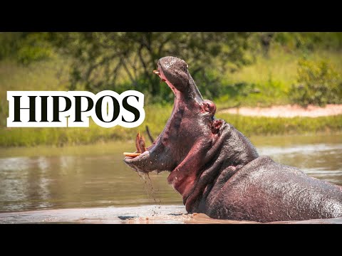 Hippos | All About Hippos for Kids | Hippopotamus for Children | Animal Videos for Kids