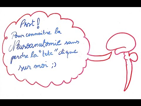 Nervous System Explained Clearly! - Dr. Astuce