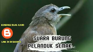 Download lagu SUARA BURUNG PELANDUK SEMAK mp3