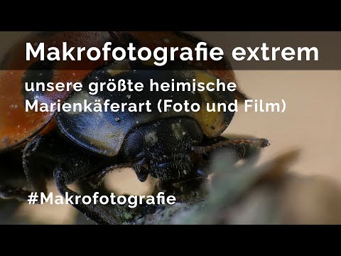 Makrofotografie extrem: Unsere größte heimische Marienkäferart (Foto und Film)