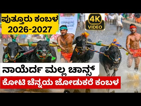 NAYERDA MALLA CHANS, ನಾಯೆರ್ದ ಮಲ್ಲ ಚಾನ್ಸ್ ಪುತ್ತೂರು ಕೋಟಿ ಚೆನ್ನಯ ಜೋಡುಕರೆ ಕಂಬಳ 2026