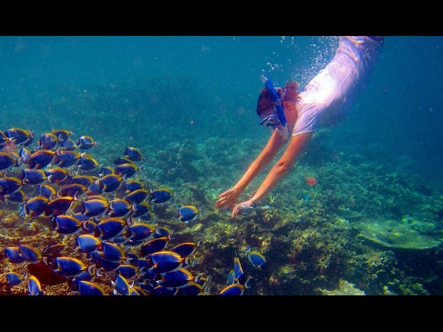 Snorkeling in Maldives - Vacation in Maldives / Underwater Animals