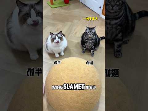 Gogon iri bontot punya bola besar