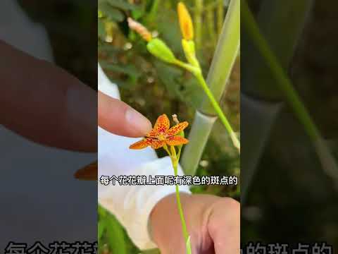 射干y&egrave;g&agrave;n 你读对了吗？开出的花很好看#大自然的馈赠#中草药