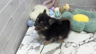 ハーフ犬の動画01