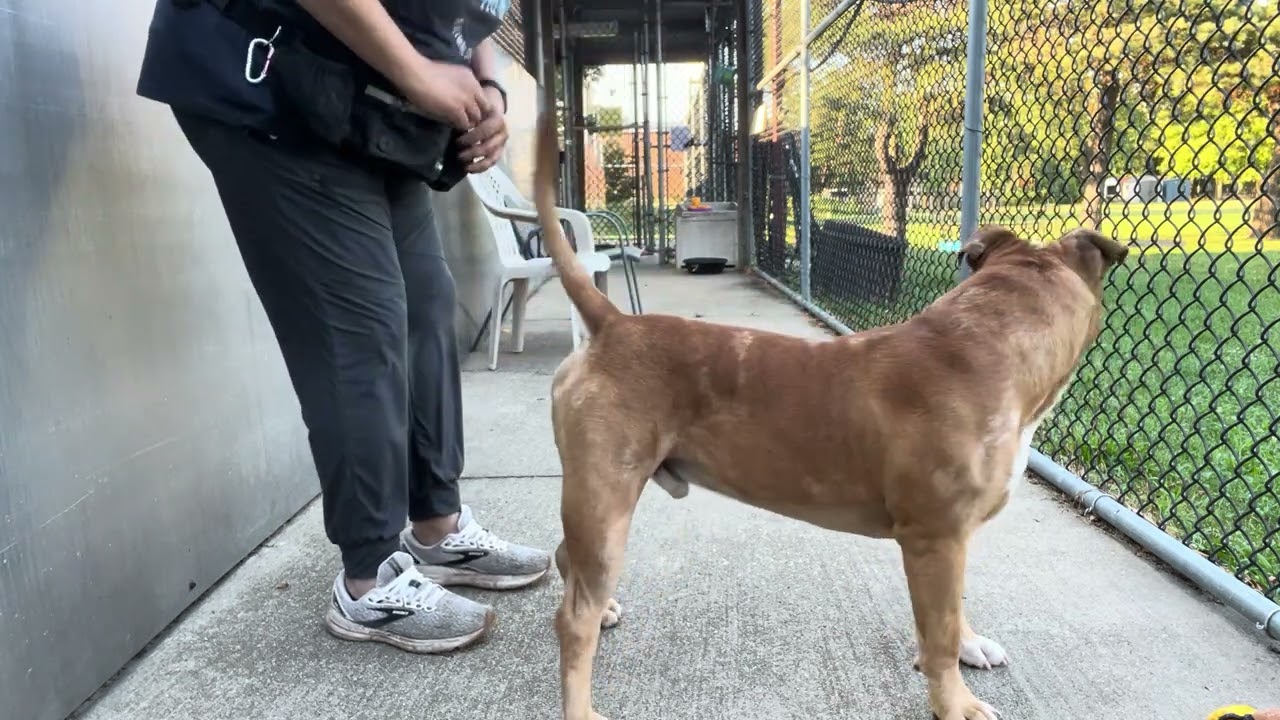Enlarge Gavin, a Adoptable Pit Bull Terrier in Chicago, IL video 5/5