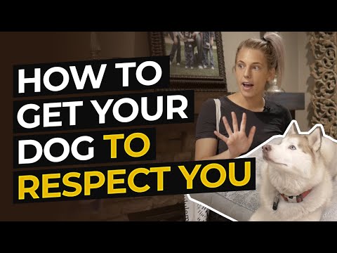 YouTube video about: How to get your dog to respect you?