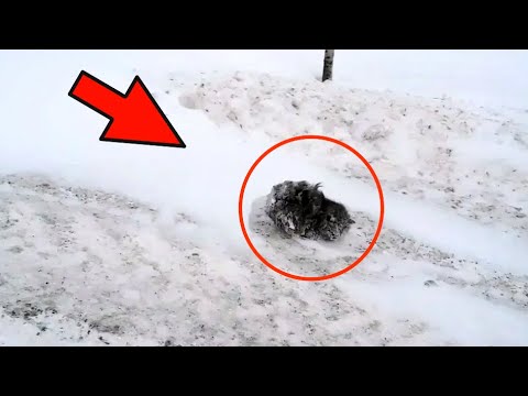 The man couldn't believe his eyes. The baby was frozen to the road and could barely move!