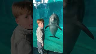 Download lagu Lumba-lumba melakukan trik untuk sahabat manusia mp3 Download lagu Lumba-lumba melakukan trik untuk sahabat manusia mp3