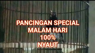 Download lagu PANCINGAN ANIS KEMBANG Ngriwik ngeplong SPECIAL MALAM HARI mp3 Download lagu PANCINGAN ANIS KEMBANG Ngriwik ngeplong SPECIAL MALAM HARI mp3