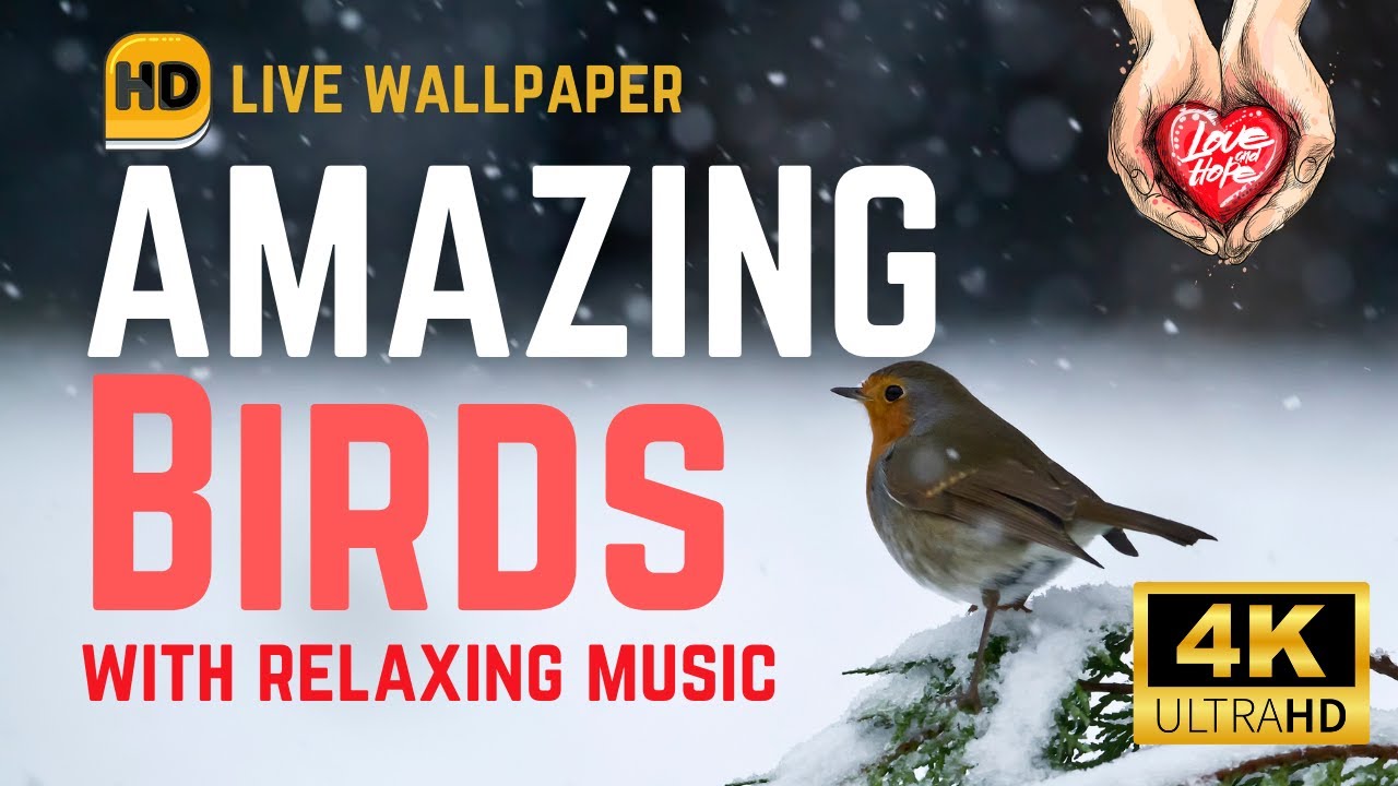 4K Amazing Birds HD Wallpaper with relaxing music