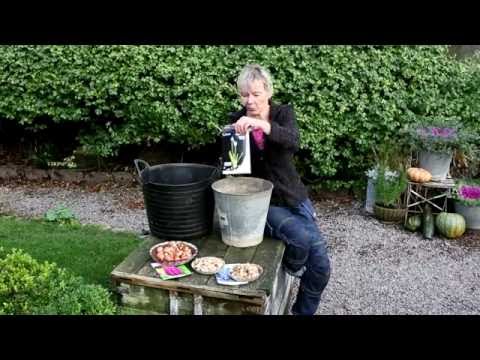 Vårblommande höstlök i kruka -  i tre lager