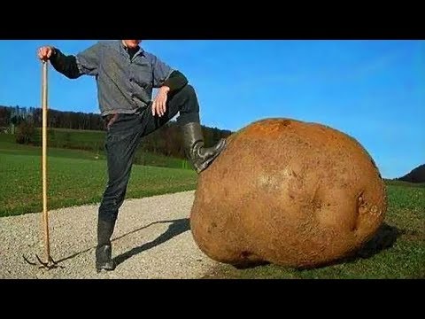 10 erstaunlichste Guinness-Rekorde der Welt!