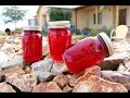 Prickly Pear Jelly How To Make