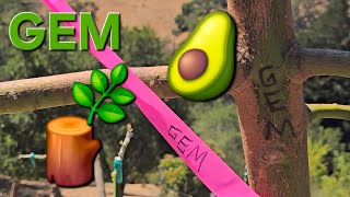 GEM & CARMEN HASS MULTI-GRAFTING AVOCADO TREE