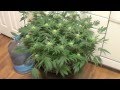 Cannabis "Grow for Broke" Week 5 of flower ...