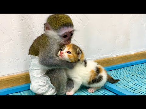Baby monkey Susie is worried that kitten will be lost without mom cat